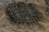 Rare Spiny Odontopleurid (Proceratocephala) Trilobite - Very Large #339966-7